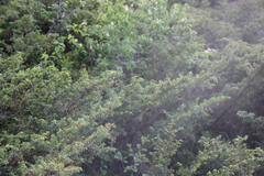 Juniperus communis depressa