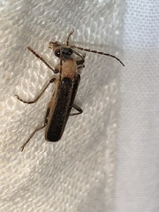 Podabrus flavicollis