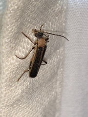 Podabrus flavicollis