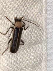 Podabrus flavicollis