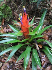 Tillandsia imperialis