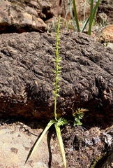 Platanthera leptopetala