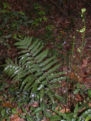 Plagiogyria japonica