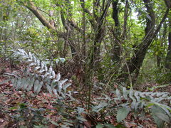 Plagiogyria japonica