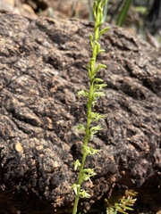 Platanthera leptopetala