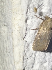 Pseudorthodes