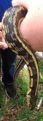 Thamnophis sirtalis semifasciatus
