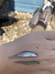 Macrhybopsis marconis