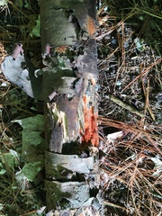 Steccherinum nitidum