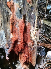 Steccherinum nitidum