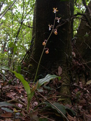 Calanthe graciliflora