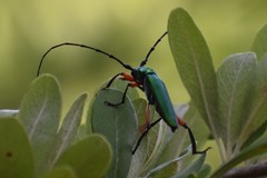 Plinthocoelium suaveolens