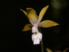 Calanthe graciliflora