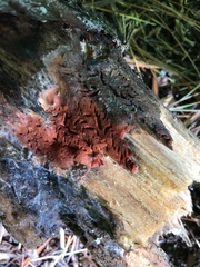 Steccherinum nitidum