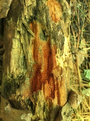 Steccherinum nitidum