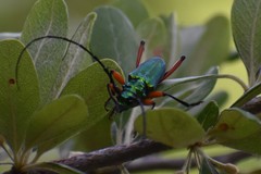 Plinthocoelium suaveolens