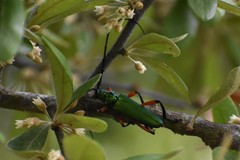 Plinthocoelium suaveolens