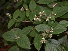 Deutzia cordatula