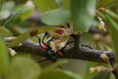 Plinthocoelium suaveolens