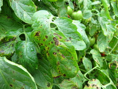 Stemphylium
