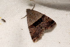 Ozarba chrysaspis
