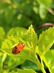 Coptocephala pallens