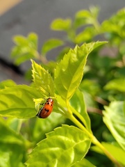 Coptocephala pallens