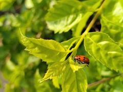 Coptocephala pallens