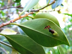Oplodontha rubrithorax