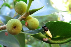 Oplodontha rubrithorax