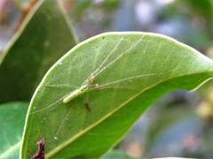 Tetragnatha squamata