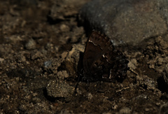 Callophrys lanoraieensis