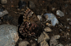 Callophrys lanoraieensis