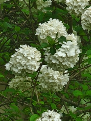 Viburnum macrocephalum