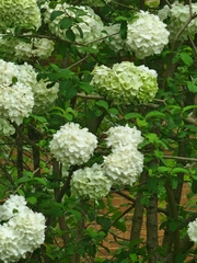 Viburnum macrocephalum
