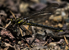 Phanogomphus descriptus