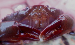 Cycloxanthops novemdentatus