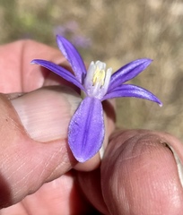 Brodiaea stellaris