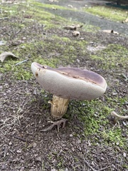 Tylopilus indecisus