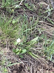 Hesperochiron pumilus