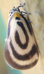 Bythopsyrna trichrousa