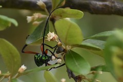 Plinthocoelium suaveolens