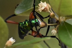 Plinthocoelium suaveolens