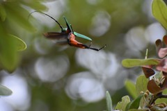 Plinthocoelium suaveolens