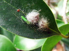 Tetragnatha squamata