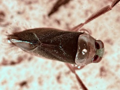 Notonecta handlirschi