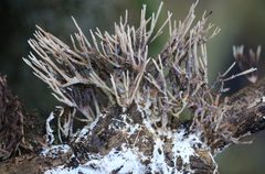 Phaeoclavulina ochracea