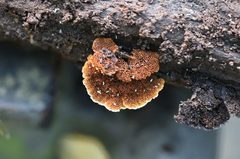Hymenochaete setipora
