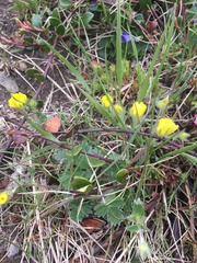 Potentilla arenosa