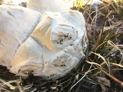 Calvatia sculpta